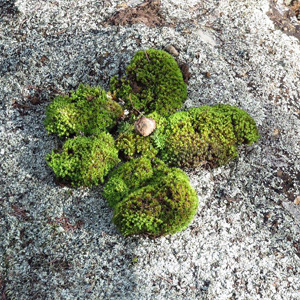 A4-square-25th-May-Moss-flower-crop.jpg